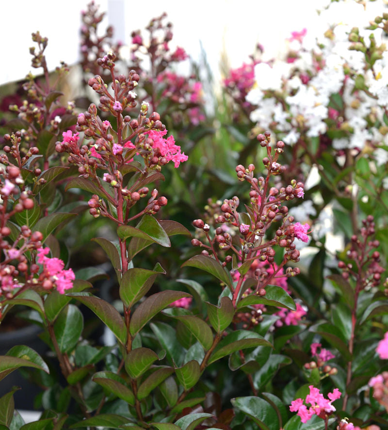  Chinesische Kräuselmyrte Petite Pink Monkie 30-40cm - Lagerstroemia Indica