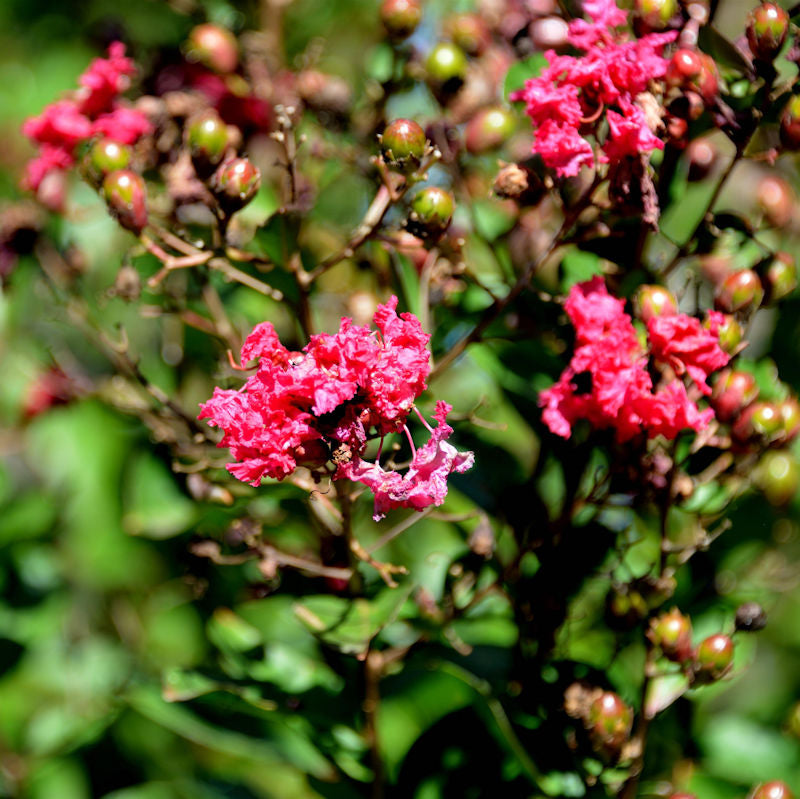  Chinesische Kräuselmyrte Pink Velour 80-100cm - Lagerstroemia Indica