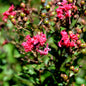  Chinesische Kräuselmyrte Pink Velour 80-100cm - Lagerstroemia Indica