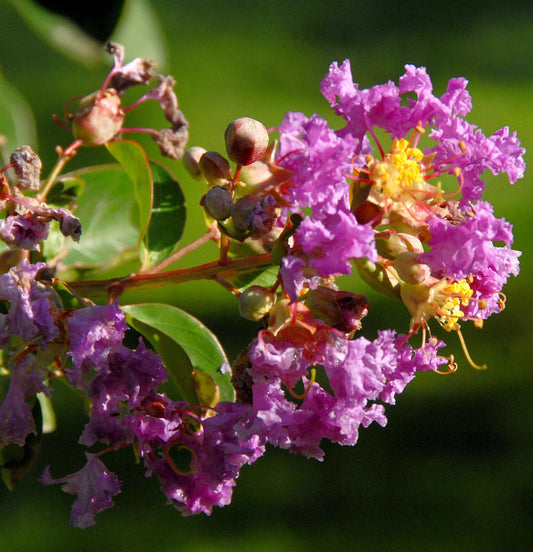  Chinesische Kräuselmyrte Purple Star® 40-60cm - Lagerstroemia Indica