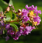  Chinesische Kräuselmyrte Purple Star® 40-60cm - Lagerstroemia Indica