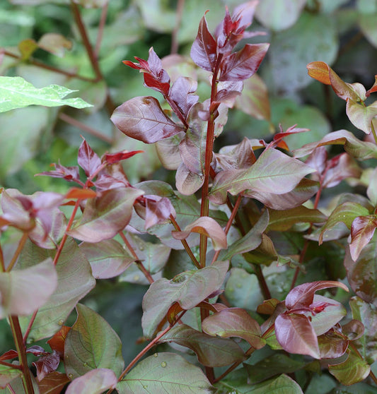  Hochstamm Chinesische Kräuselmyrte Rhapsody In Pink 40-60cm - Lagerstroemia Indica