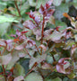  Hochstamm Chinesische Kräuselmyrte Rhapsody In Pink 40-60cm - Lagerstroemia Indica