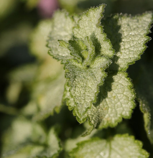  Waldnessel Pink Pewter - Lamium Maculatum