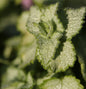  Waldnessel Pink Pewter - Lamium Maculatum