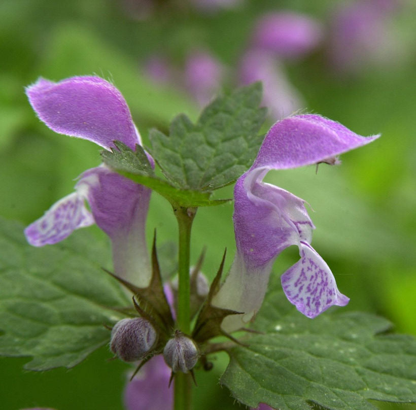  Waldnessel - Lamium Maculatum