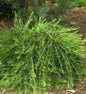  Europäische Lärche Bogle 60-80cm - Larix Decidua