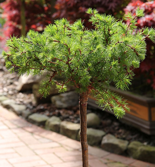  Hochstamm Europäische Lärche Bogle 60-80cm - Larix Decidua