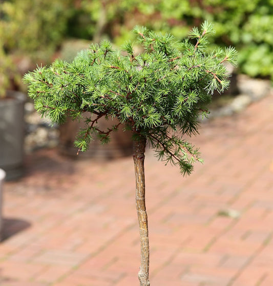  Hochstamm Europäische Lärche Puli 80-100cm - Larix Decidua
