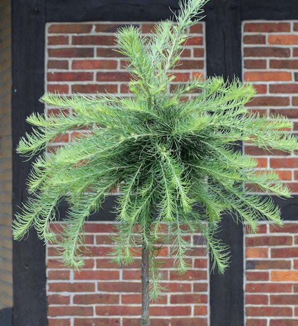  Hochstamm Europäische Zwerg Lärche Kornik 100-125cm - Larix Kaempferi
