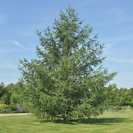  Japanische Lärche 100-125cm - Larix Kaempferi