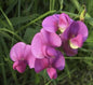  Staudenwicke Rosa Perle - Lathyrus Latifolius