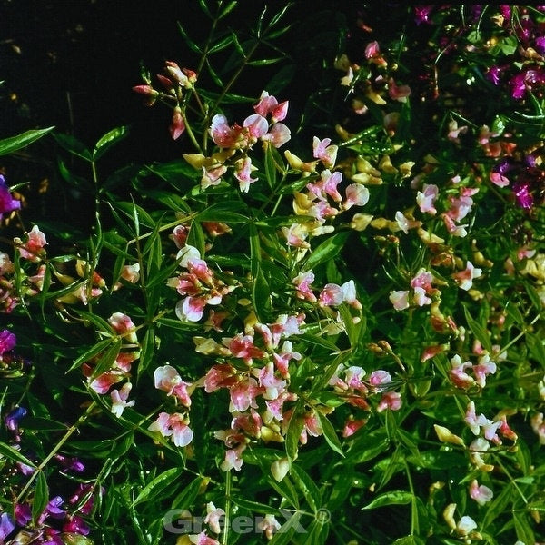  Wald Wicke Roseus - Lathyrus Vernus