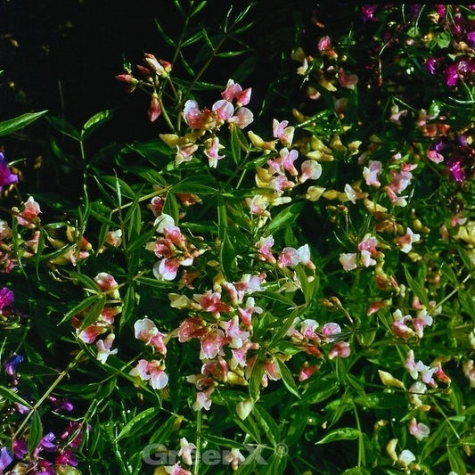  Wald Wicke Roseus - Lathyrus Vernus