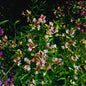  Wald Wicke Roseus - Lathyrus Vernus
