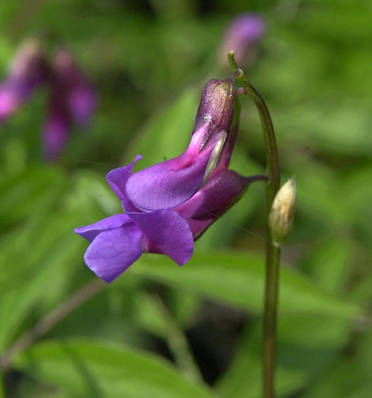  Wald Wicke - Lathyrus Vernus