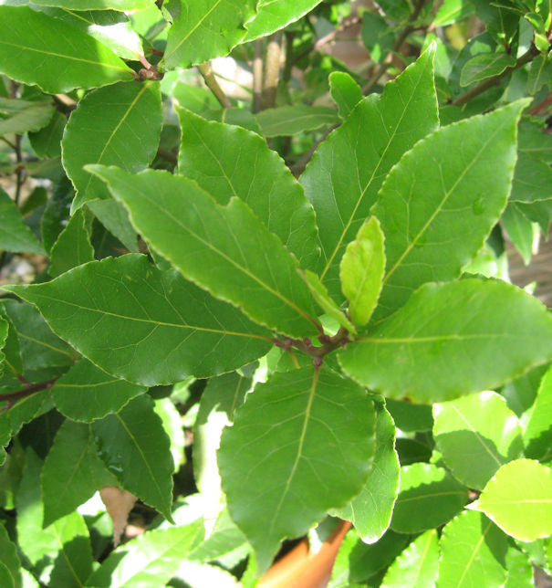  Echter Lorbeer - Laurus Nobilis