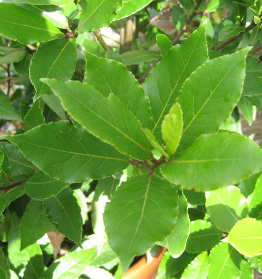  Echter Lorbeer - Laurus Nobilis