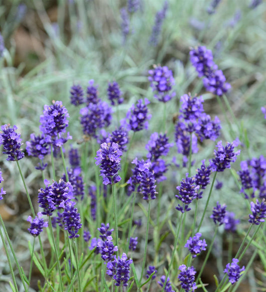  Echter Lavendel Arabian Nights - Lavandula Angustifolia