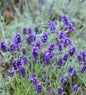  Echter Lavendel Arabian Nights - Lavandula Angustifolia