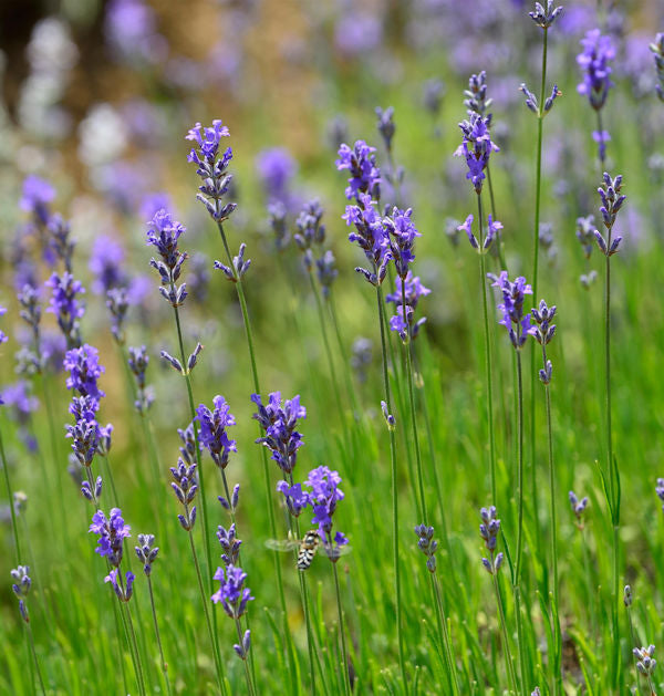  Echter Lavendel Dwaf Blue - Lavandula Angustifolia