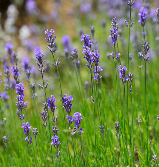  Echter Lavendel Dwaf Blue - Lavandula Angustifolia