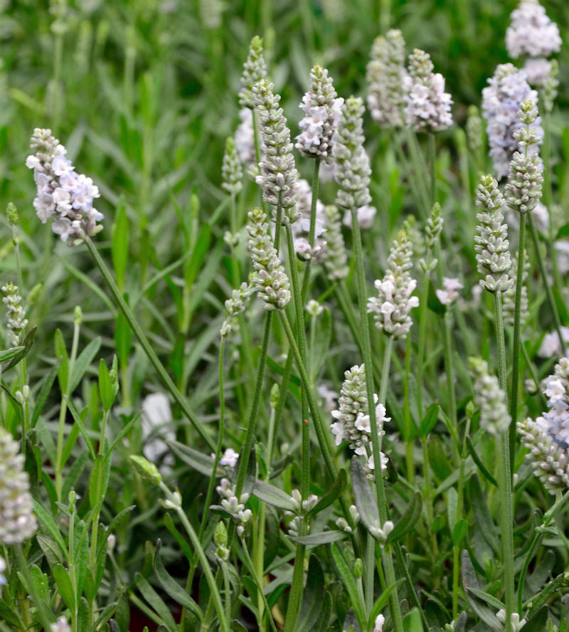  Echter Lavendel Hidcote White - Lavandula Angustifolia