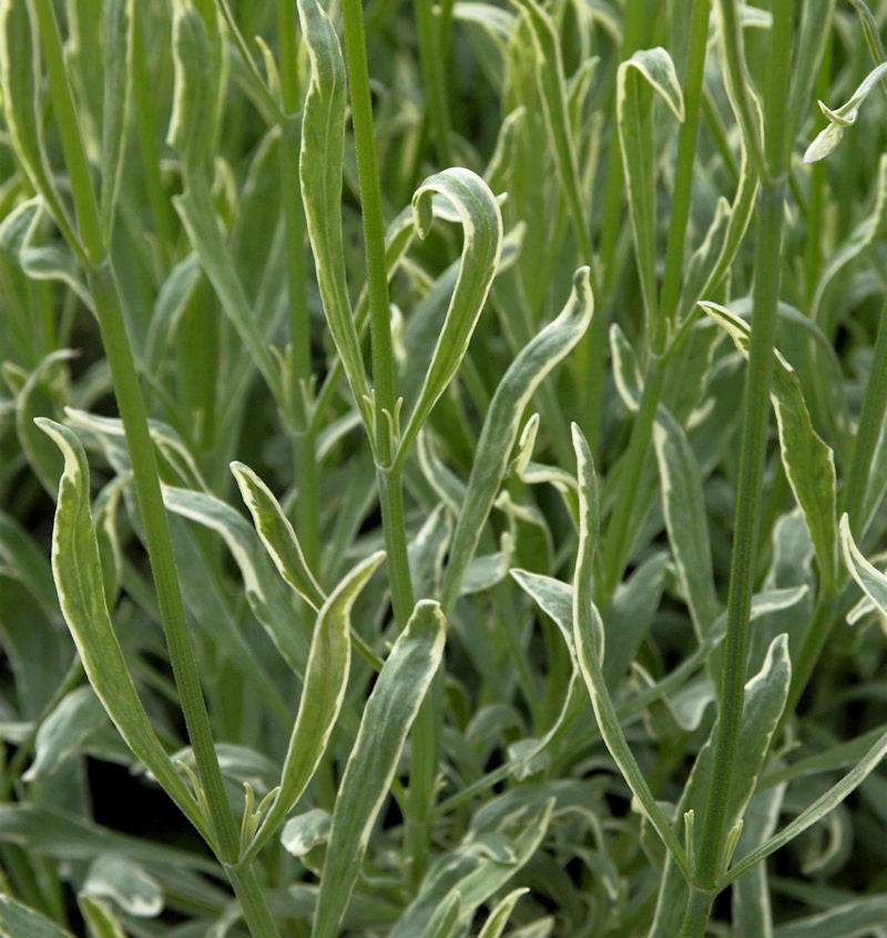  Echter Lavendel Silver Edge - Lavandula Angustifolia