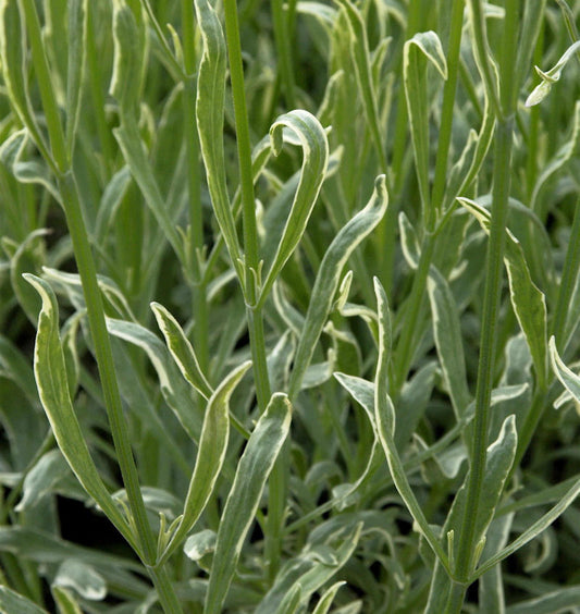  Echter Lavendel Silver Edge - Lavandula Angustifolia