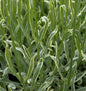  Echter Lavendel Silver Edge - Lavandula Angustifolia