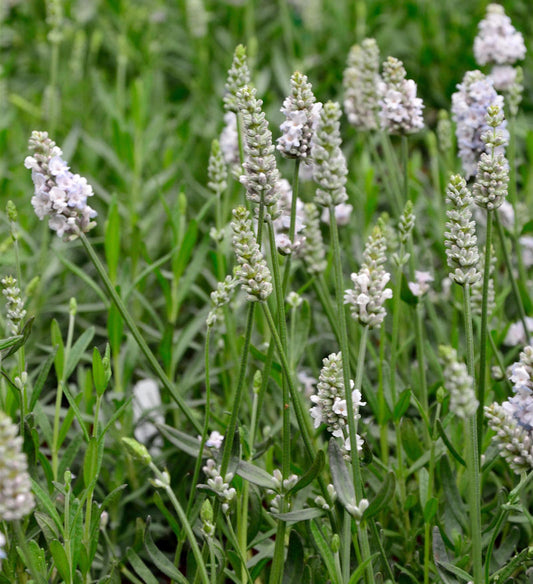  Echter Lavendel White Fragrance - Großer Topf - Lavandula Angustifolia