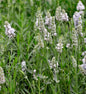  Echter Lavendel White Fragrance - Großer Topf - Lavandula Angustifolia