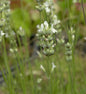  Echter Lavendel Alba - Lavandula Angustifolia