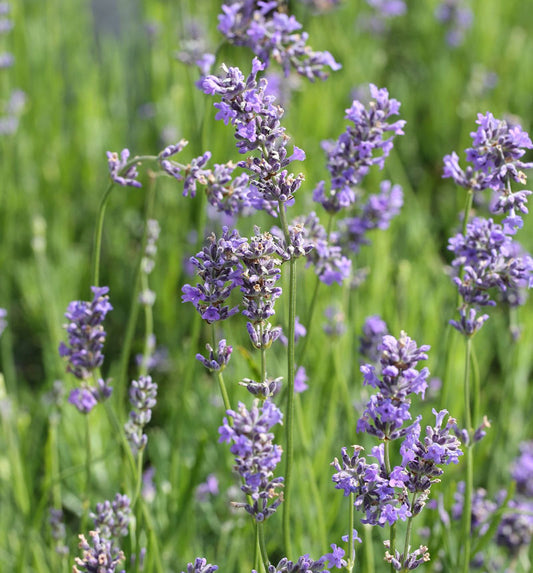  Echter Lavendel Munstead - Großer Topf - Lavandula Angustifolia