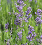  Echter Lavendel Munstead - Großer Topf - Lavandula Angustifolia