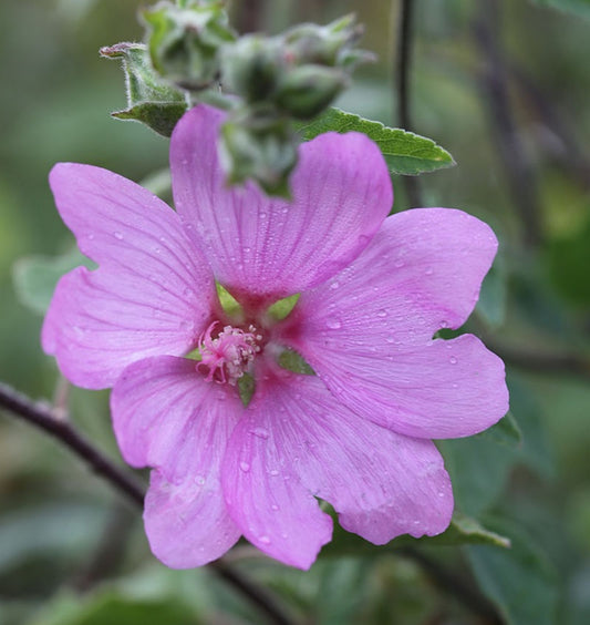  Buschmalve Candy Floss - Lavatera Olbia