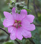  Buschmalve Candy Floss - Lavatera Olbia