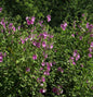  Buschmalve Rosea - Lavatera Olbia