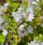  Buschmalve Baby Barnsley - Lavatera Olbia