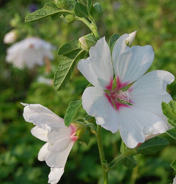  Buschmalve Blushing Bride - Lavatera Olbia