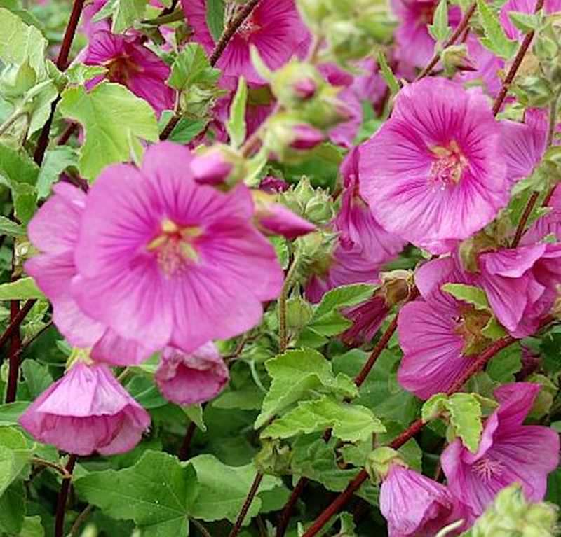  Buschmalve Bredon Springs - Lavatera Olbia