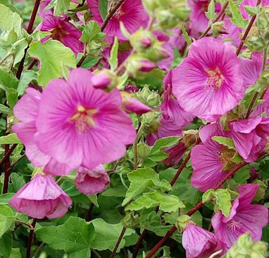  Buschmalve Bredon Springs - Lavatera Olbia