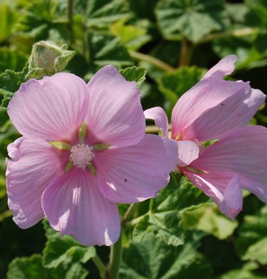  Buschmalve - Lavatera Thuringiaca