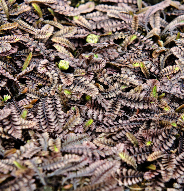  Feines Fiederpolster - Leptinella Potentillina