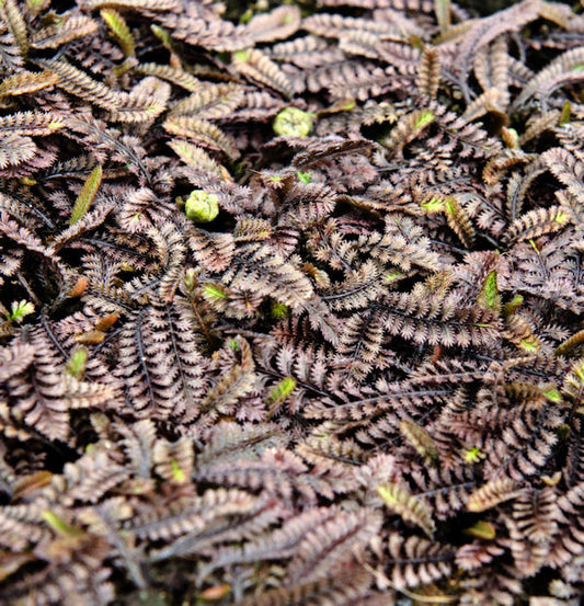  Feines Fiederpolster - Leptinella Potentillina
