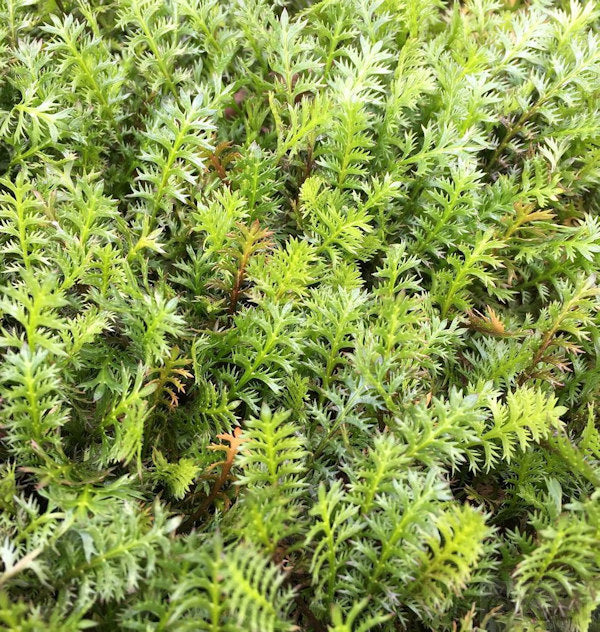  Dunkles Fiederpolster - Leptinella Squalida