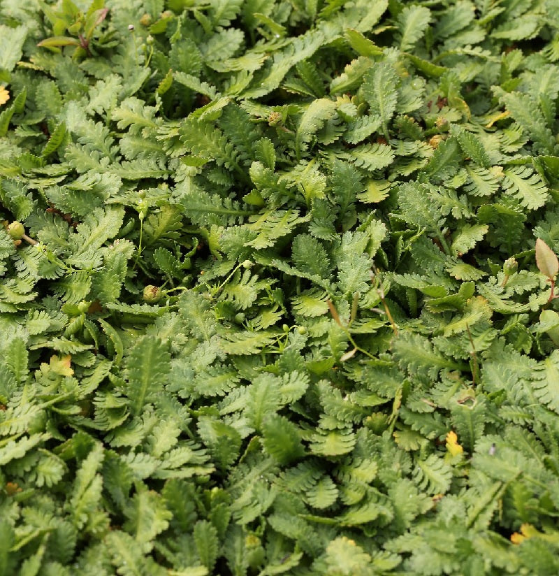  Fiederpolster - Leptinella Dioica