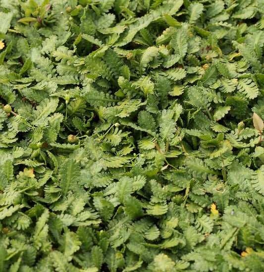  Fiederpolster - Leptinella Dioica