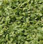  Fiederpolster - Leptinella Dioica