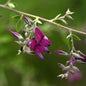  Zweifarbiger Buschklee Summer Beauty 30-40cm - Lespedeza Bicolor